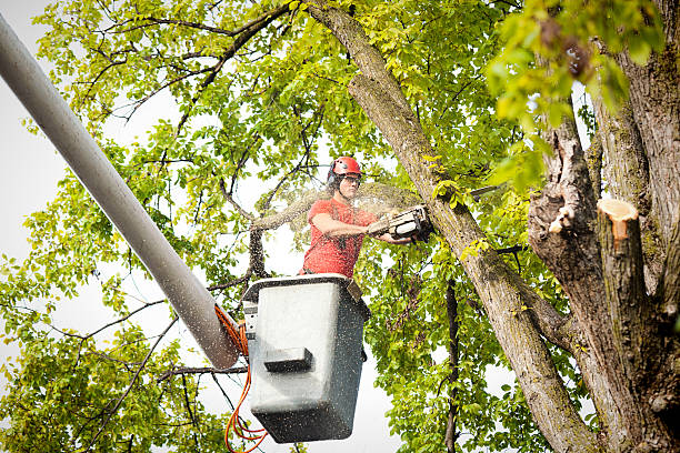 Professional  Tree Services in White River Junction, VT